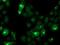 Cystatin S antibody, NBP2-01656, Novus Biologicals, Immunocytochemistry image 