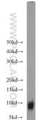 Transition Protein 1 antibody, 17178-1-AP, Proteintech Group, Western Blot image 