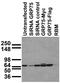 mtHSP70 antibody, 75-127, Antibodies Incorporated, Western Blot image 