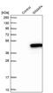 GTPase, IMAP Family Member 4 antibody, PA5-55540, Invitrogen Antibodies, Western Blot image 