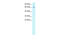 Cyclin A2 antibody, 31-040, ProSci, Western Blot image 