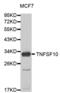 TNF Superfamily Member 10 antibody, abx000691, Abbexa, Western Blot image 