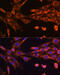 Suv3 Like RNA Helicase antibody, 23-995, ProSci, Immunofluorescence image 