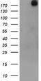 Ubiquitin Specific Peptidase 9 X-Linked antibody, CF800056, Origene, Western Blot image 