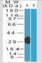 Ankyrin repeat protein B4 antibody, NBP2-33255, Novus Biologicals, Western Blot image 