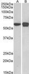 Pleiotropic Regulator 1 antibody, GTX89972, GeneTex, Western Blot image 