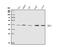 Nuclear distribution protein nudE homolog 1 antibody, A03656-2, Boster Biological Technology, Western Blot image 