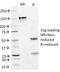 Interferon Alpha 2 antibody, 33-720, ProSci, Western Blot image 