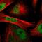 Cell cycle checkpoint control protein RAD9A antibody, HPA006725, Atlas Antibodies, Immunofluorescence image 