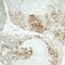 Claudin 1 antibody, NBP2-82110, Novus Biologicals, Immunohistochemistry paraffin image 