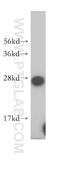 OVCA2 Serine Hydrolase Domain Containing antibody, 14943-1-AP, Proteintech Group, Western Blot image 