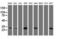 Mitochondrial Translational Initiation Factor 3 antibody, LS-C175291, Lifespan Biosciences, Western Blot image 