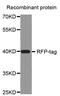 Red Fluorescent Protein antibody, MBS125755, MyBioSource, Western Blot image 
