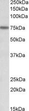 Neural Cell Adhesion Molecule 1 antibody, 42-361, ProSci, Enzyme Linked Immunosorbent Assay image 