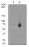 Yes Associated Protein 1 antibody, ab76252, Abcam, Western Blot image 