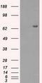 Histone Deacetylase 10 antibody, GTX84382, GeneTex, Western Blot image 