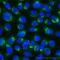 USO1 Vesicle Transport Factor antibody, LS-C95265, Lifespan Biosciences, Immunofluorescence image 