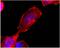 Sphingosine-1-Phosphate Receptor 4 antibody, NBP2-66579, Novus Biologicals, Immunofluorescence image 