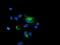 Protein Phosphatase 1 Regulatory Subunit 15A antibody, MA5-25875, Invitrogen Antibodies, Immunocytochemistry image 