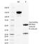 Placental Growth Factor antibody, 33-560, ProSci, Western Blot image 