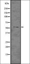 Parvalbumin antibody, orb336631, Biorbyt, Western Blot image 