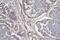 CD46 Molecule antibody, M00377-2, Boster Biological Technology, Immunohistochemistry frozen image 