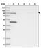 Hook Microtubule Tethering Protein 1 antibody, PA5-53836, Invitrogen Antibodies, Western Blot image 