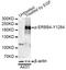 Erb-B2 Receptor Tyrosine Kinase 4 antibody, MBS125808, MyBioSource, Western Blot image 