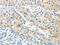 G Protein-Coupled Receptor 15 antibody, CSB-PA137931, Cusabio, Immunohistochemistry paraffin image 