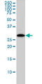Chloride Intracellular Channel 1 antibody, LS-B4301, Lifespan Biosciences, Western Blot image 