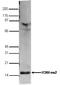 Histone H3 antibody, TA347162, Origene, Western Blot image 