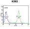 Acyl-CoA Synthetase Medium Chain Family Member 1 antibody, abx034308, Abbexa, Western Blot image 