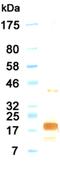 Interleukin 11 antibody, MA1-72508, Invitrogen Antibodies, Western Blot image 