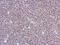 Zinc Finger BED-Type Containing 8 antibody, NBP2-15630, Novus Biologicals, Immunohistochemistry frozen image 