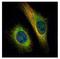 Transportin 2 antibody, NBP2-20676, Novus Biologicals, Immunofluorescence image 