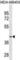 Kynurenine--oxoglutarate transaminase 1 antibody, abx030367, Abbexa, Western Blot image 