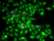 TNF Receptor Associated Factor 4 antibody, A7047, ABclonal Technology, Immunofluorescence image 