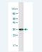 Sarcoglycan Delta antibody, H00006444-M01-100ug, Novus Biologicals, Western Blot image 