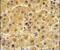 Coagulation Factor X antibody, PA5-13688, Invitrogen Antibodies, Immunohistochemistry frozen image 