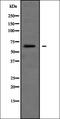 SH3 Domain Binding Protein 2 antibody, orb335071, Biorbyt, Western Blot image 