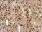 TBC1 Domain Family Member 22A antibody, NBP2-20578, Novus Biologicals, Immunohistochemistry frozen image 