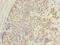 Actin Related Protein T1 antibody, LS-C375131, Lifespan Biosciences, Immunohistochemistry frozen image 