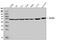 Dual Specificity Phosphatase 6 antibody, A02157-2, Boster Biological Technology, Western Blot image 