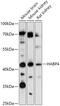 Hyaluronan Binding Protein 4 antibody, 18-021, ProSci, Western Blot image 