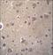 Sorting Nexin 4 antibody, LS-C161374, Lifespan Biosciences, Immunohistochemistry paraffin image 