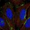 Collectin Subfamily Member 12 antibody, NBP2-58826, Novus Biologicals, Immunofluorescence image 