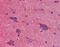 Synuclein Alpha antibody, 48-043, ProSci, Immunohistochemistry frozen image 