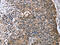 HRC1 antibody, CSB-PA447601, Cusabio, Immunohistochemistry paraffin image 