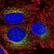 Cellular Repressor Of E1A Stimulated Genes 1 antibody, NBP2-58172, Novus Biologicals, Immunofluorescence image 