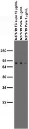 Synaptotagmin 3 antibody, 73-269, Antibodies Incorporated, Western Blot image 